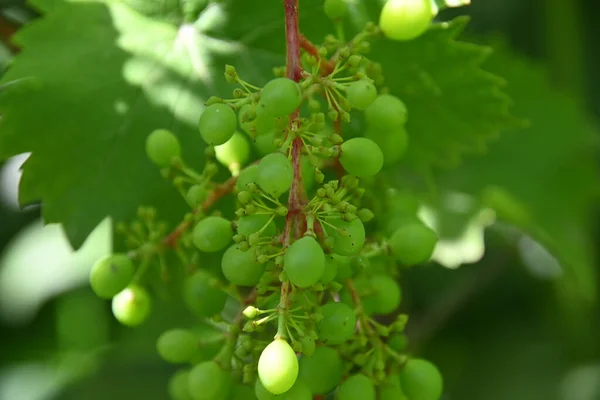 Hermosa Uva Que Crece Aire Libre Concepto Verano Vista Cercana — Foto de Stock