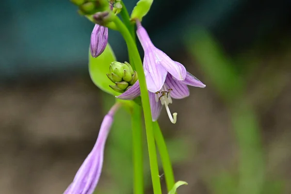 Hermosas Flores Que Crecen Jardín Verano Día Soleado —  Fotos de Stock