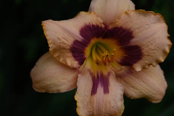 Красивый Цветок Растет Открытом Воздухе Летняя Концепция Близкий Вид — стоковое фото