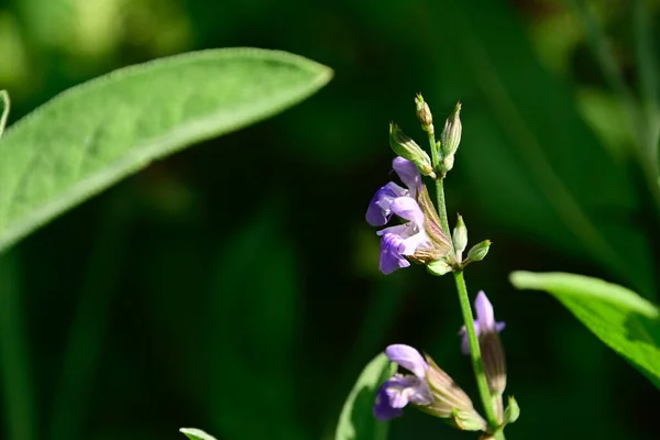 Vackra Blommor Xer Trã Dgã Rden Sommaren Solig Dag — Stockfoto