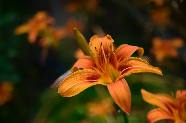 Schöne Lilien Wachsen Garten Sonnigen Sommertag — Stockfoto