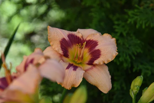 Hermosas Flores Que Crecen Jardín Verano Día Soleado —  Fotos de Stock