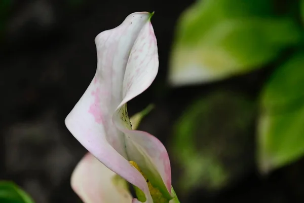 Hermosas Flores Que Crecen Jardín Verano Día Soleado — Foto de Stock