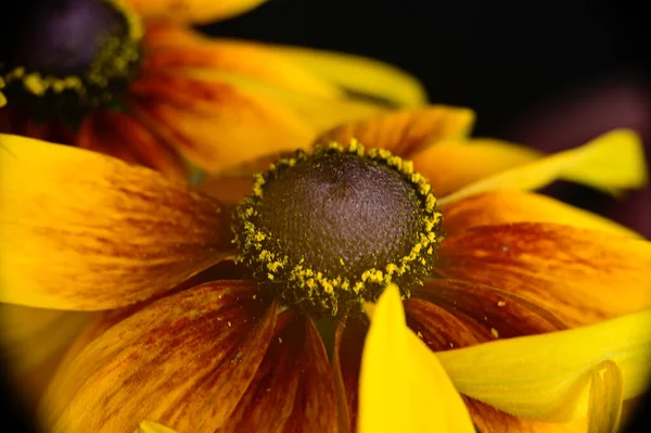 Bouquet Belles Fleurs Sur Fond Sombre Concept Été Vue Rapprochée — Photo