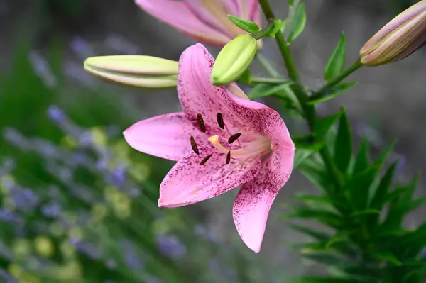 Krásné Lilie Květiny Rostoucí Zahradě Létě Slunečný Den — Stock fotografie