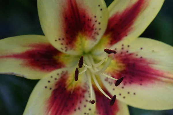 夏の晴れた日に庭で育つ美しいユリの花 — ストック写真