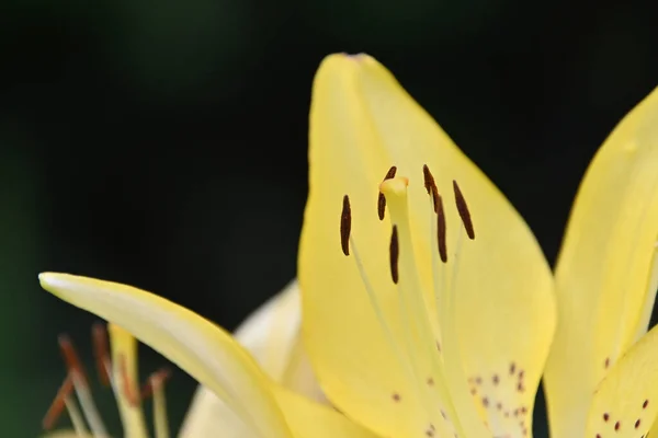 Belle Fleur Lys Poussant Dans Jardin Journée Ensoleillée Été — Photo