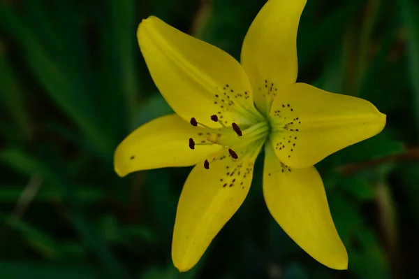 Bela Flor Lírio Crescendo Jardim Verão Dia Ensolarado — Fotografia de Stock