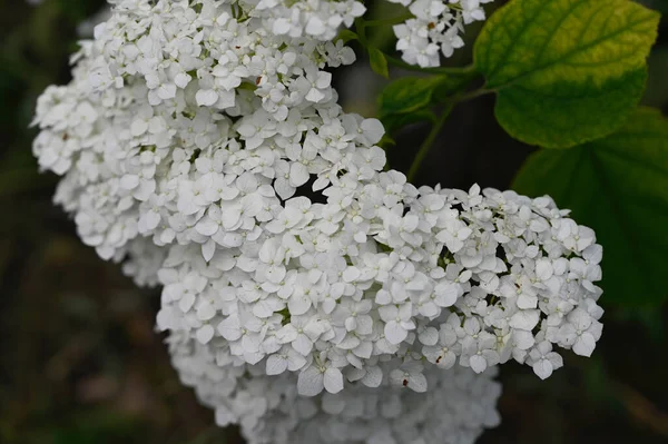 Hermosas Flores Que Crecen Jardín Verano Día Soleado — Foto de Stock