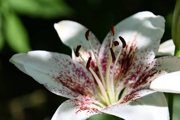 Όμορφα Λουλούδια Που Αναπτύσσονται Στον Κήπο Την Ηλιόλουστη Μέρα Του — Φωτογραφία Αρχείου