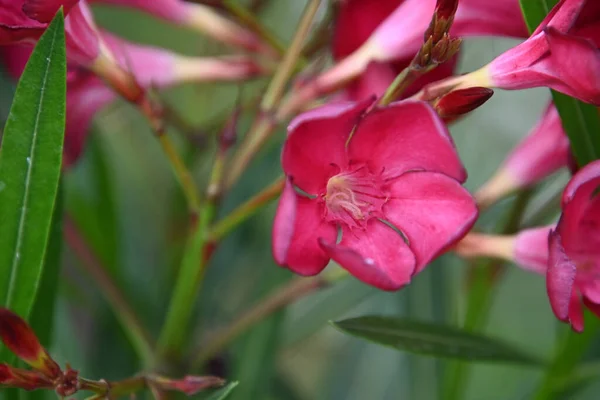 Belas Flores Fundo Natureza — Fotografia de Stock