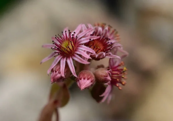 Hermosas Flores Que Crecen Jardín Verano Día Soleado —  Fotos de Stock