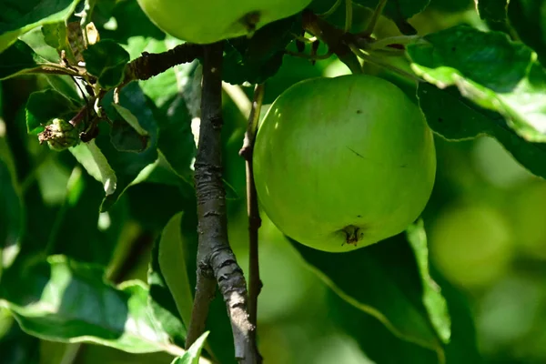 Baum Mit Reifen Äpfeln Der Freien Wächst Sommerkonzept Nahsicht — Stockfoto