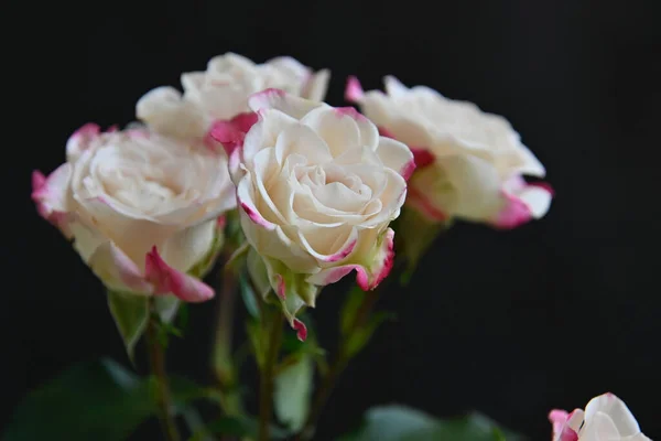 Hermosas Rosas Sobre Fondo Oscuro Concepto Verano Vista Cercana — Foto de Stock