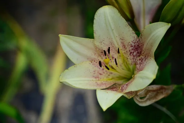 Beaux Lis Poussant Dans Jardin Journée Ensoleillée Été — Photo