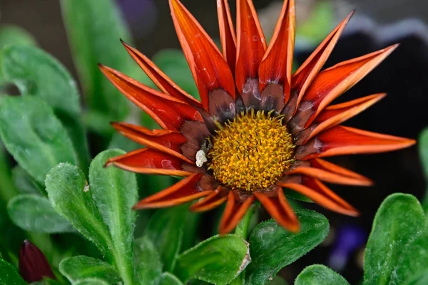 Bellissimi Fiori Che Crescono Giardino Estate Giornata Sole — Foto Stock