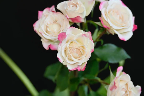 Hermosas Rosas Sobre Fondo Oscuro Concepto Verano Vista Cercana —  Fotos de Stock