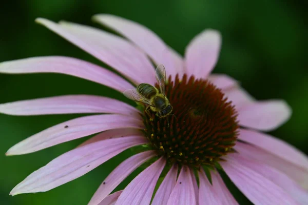 Schöne Blumen Wachsen Garten Sonnigen Sommertag — Stockfoto