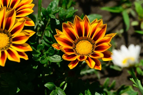 Bellissimi Fiori Che Crescono Giardino Estate Giornata Sole — Foto Stock