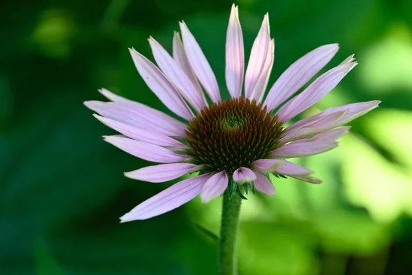 Hermosa Flor Que Crece Aire Libre Concepto Verano Vista Cercana — Foto de Stock