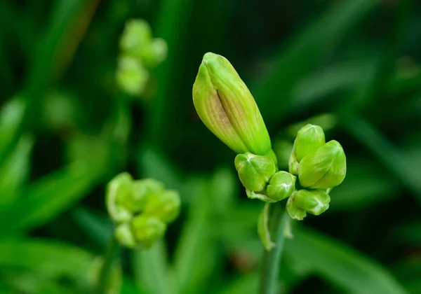 Bellissimi Gigli Che Crescono Giardino Estate Giornata Sole — Foto Stock