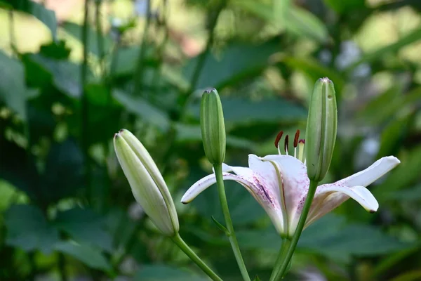 Beautiful Flowers Nature Background — Stock Photo, Image