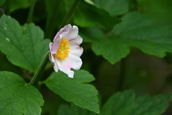 Hermosas Flores Que Crecen Jardín Verano Día Soleado — Foto de Stock