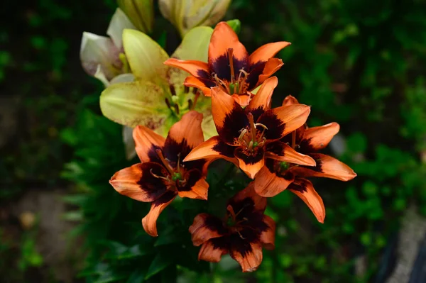 Hermosos Lirios Creciendo Jardín Verano Día Soleado — Foto de Stock