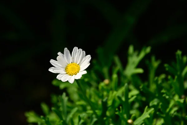 Belas Flores Crescendo Jardim Verão Dia Ensolarado — Fotografia de Stock