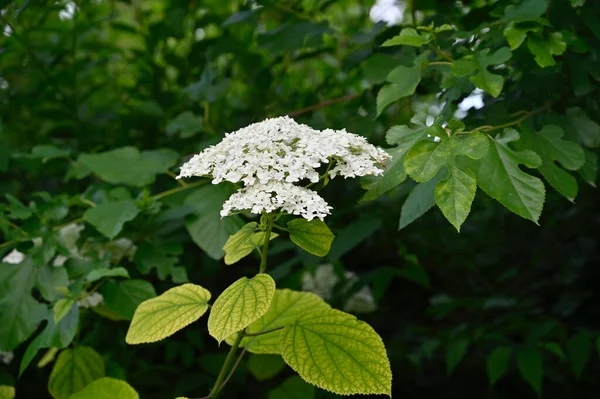 Belles Fleurs Poussant Dans Jardin Journée Ensoleillée Été — Photo