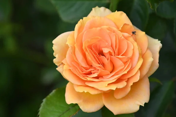 Hermosa Rosa Creciendo Aire Libre Concepto Verano Vista Cercana —  Fotos de Stock