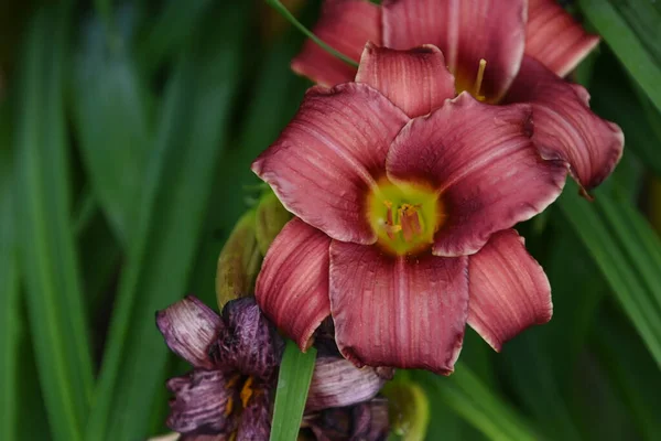 Schöne Blumen Auf Natur Hintergrund — Stockfoto