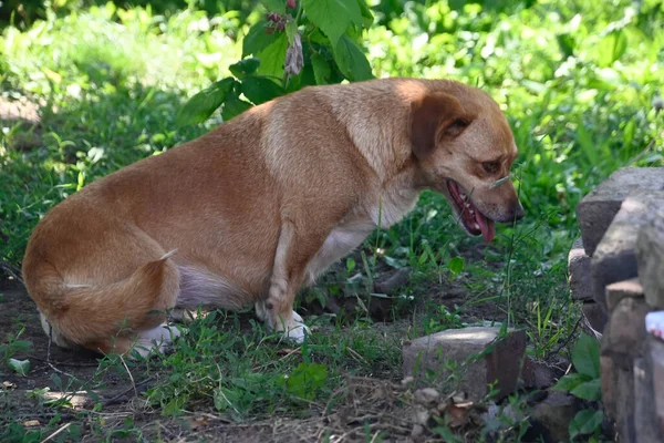 Bonito Cão Ter Diversão Livre Verão Dia — Fotografia de Stock