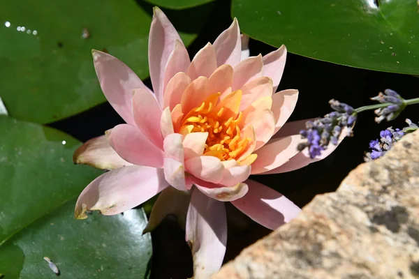 Güzel Çiçek Açan Nilüfer Çiçekleri Yaz Günü Gölette Büyür — Stok fotoğraf