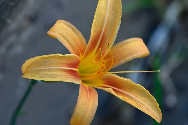 Güneşli Yaz Gününde Bahçede Yetişen Güzel Zambak Çiçeği — Stok fotoğraf