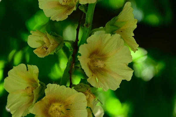 Gyönyörű Virágok Természetben Háttér — Stock Fotó