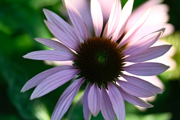 Belles Fleurs Poussant Dans Jardin Journée Ensoleillée Été Images De Stock Libres De Droits