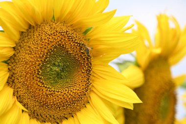 Büyük çiçek açan güzel bir tarla.