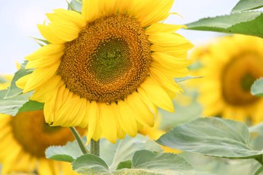 Büyük çiçek açan güzel bir tarla.