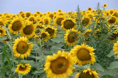 Büyük çiçek açan güzel bir tarla.