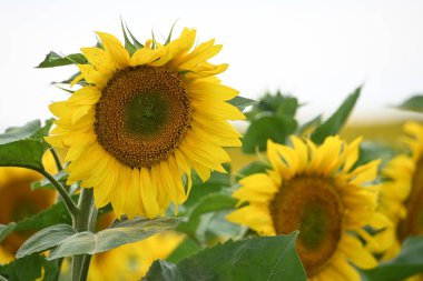 Büyük çiçek açan güzel bir tarla.