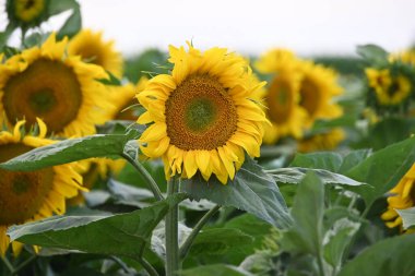 Büyük çiçek açan güzel bir tarla.