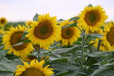 Büyük çiçek açan güzel bir tarla.