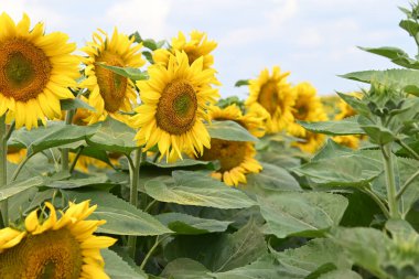 Büyük çiçek açan güzel bir tarla.