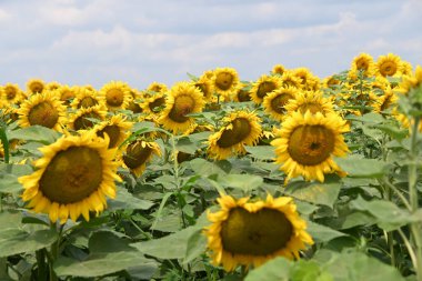 Büyük çiçek açan güzel bir tarla.