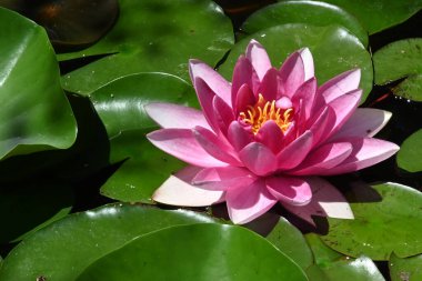 Nilüferler gölette