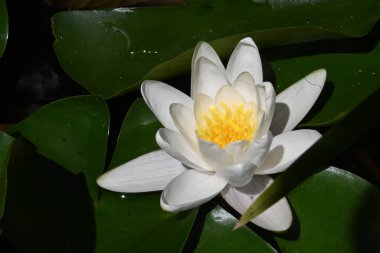 Nilüferler gölette