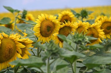 Büyük çiçek açan güzel bir tarla.