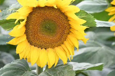 Büyük çiçek açan güzel bir tarla.
