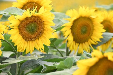 Büyük çiçek açan güzel bir tarla.